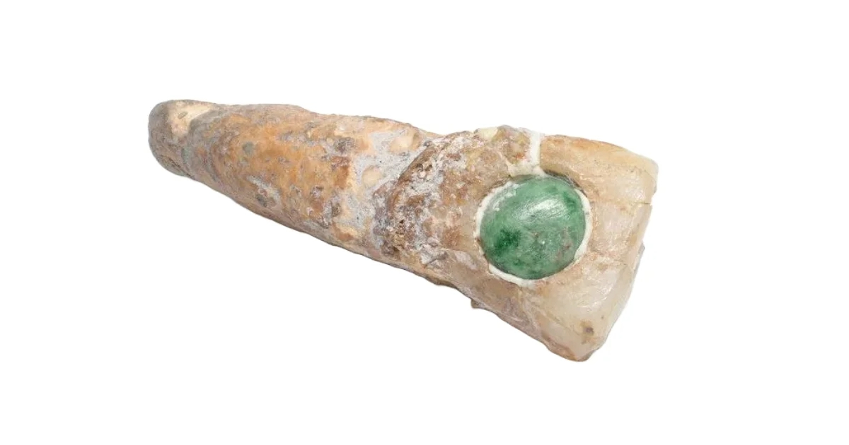An old mayan teeth with a jade embedded on it